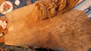 Outdoor dried beech log.JPG